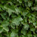 Hedera hibernica klimplant - Afbeelding 2