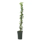 Hedera hibernica klimplant