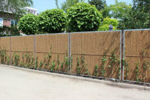 Hedera hibernica klimplant - Afbeelding 3