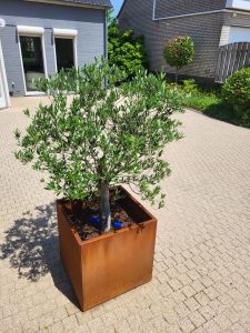 Plantenbak Rechthoek Cortenstaal - Afbeelding 5